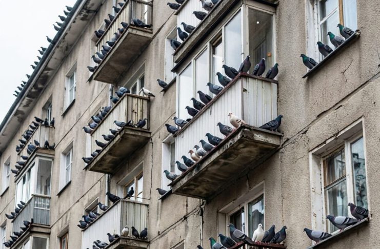Как бороться с голубями в МКД